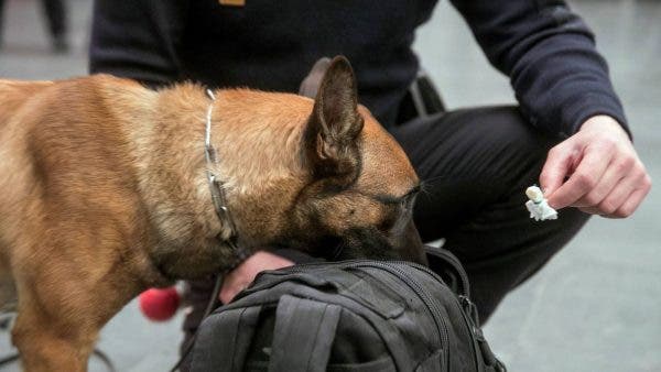 Perros policía