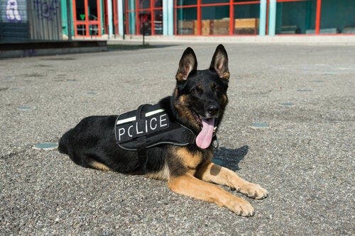 Perros para el control de contagiados en los aeropuertos