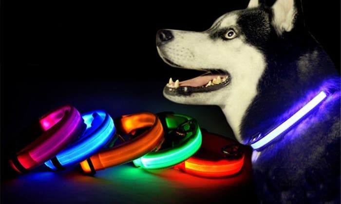 collar LED mascotas