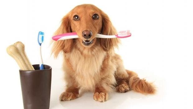 higiene dental perros