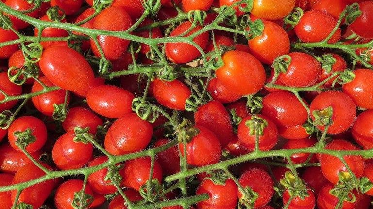 tomates tipos pera