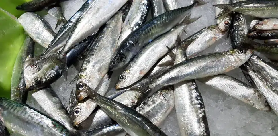 sardinas supermercado