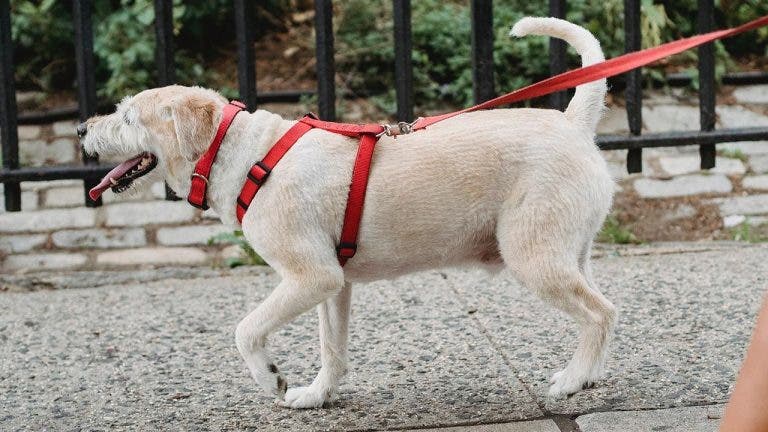 tipos collares perros