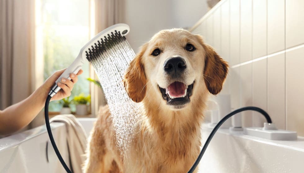 ducha para perro