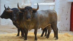 mundotoro tv