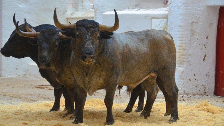 ayuso toros