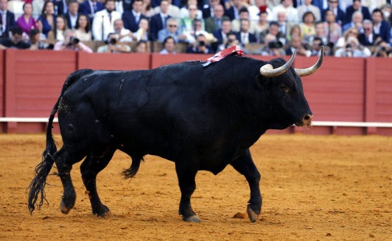 anchuelo toros