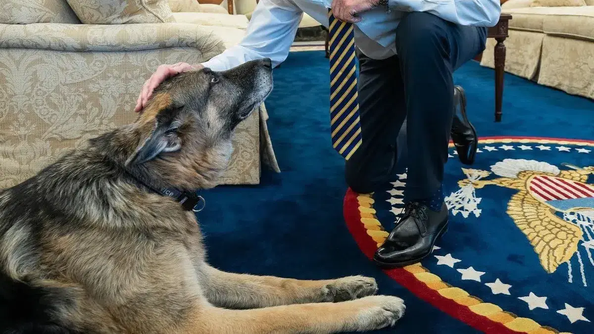 Biden perro 